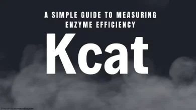 Kcat Equations
