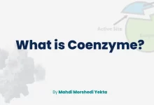 What is Coenzyme