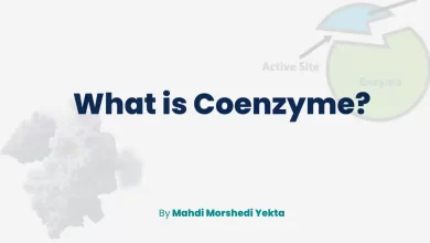 What is Coenzyme