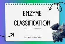 classification of enzyme