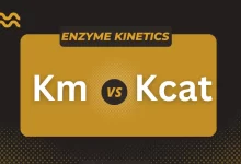 difference between kcat and Km