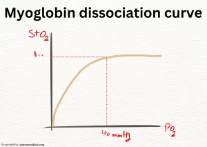 myoglobin dissociation curve