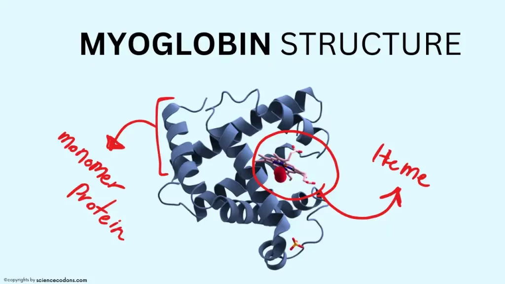 myoglobin structure