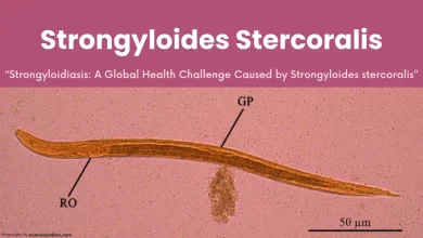 Understanding Strongyloides stercoralis