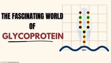What are Glycoproteins and Why are They Important