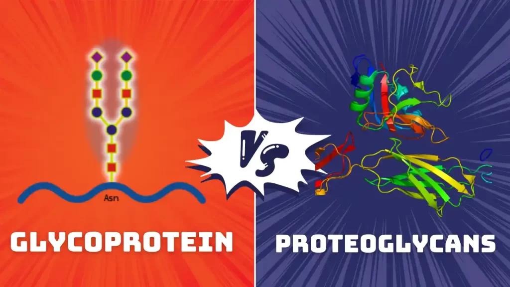 Difference between glycoprotein and proteoglycan