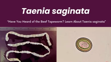 Beef Tapeworm (Taenia saginata)