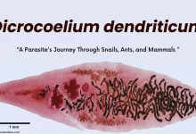 Dicrocoelium dendriticum