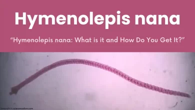 Hymenolepis nana