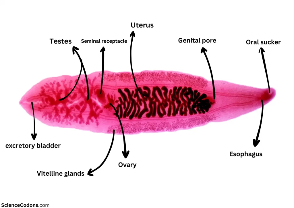 Clonorchis sinensis Infection2025: Symptoms, Diagnosis, and Treatment ...