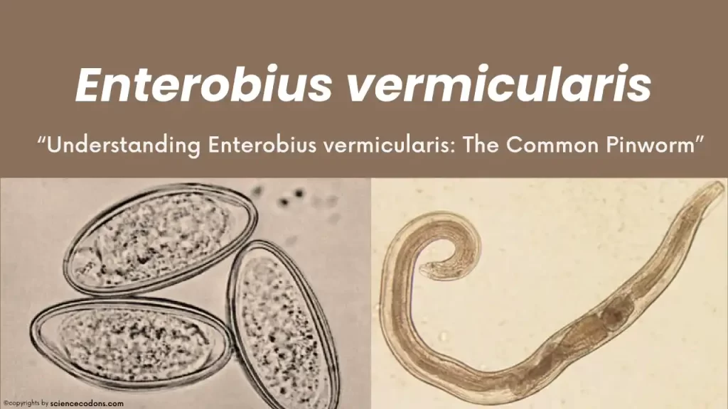 Understanding Enterobius vermicularis (The Common Pinworm)