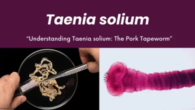 Understanding Taenia solium(The Pork Tapeworm)