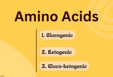 glucogenic vs ketogenic vs gluco-ketogenic amino acids
