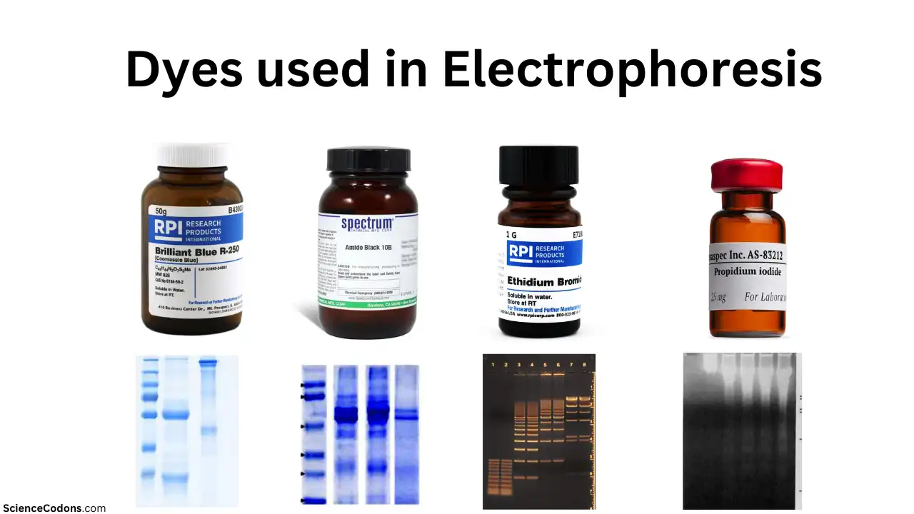 what-are-the-different-stains-used-in-electrophoresis-sciencecodons