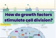 How do growth factors stimulate cell division