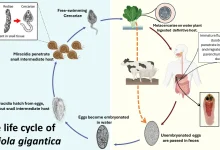 The life cycle of Fasciola gigantica