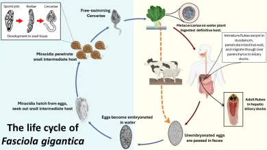 The life cycle of Fasciola gigantica