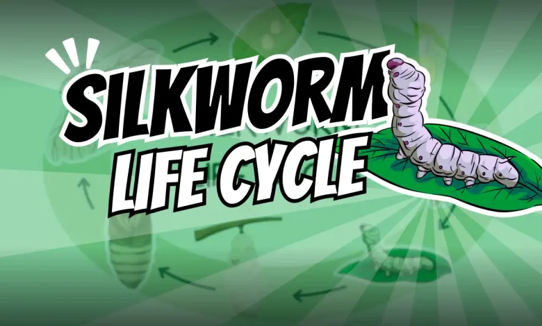 The life cycle of silkworm