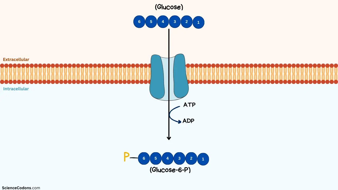 Significance of adding phosphate group to glucose in the glycolysis ...