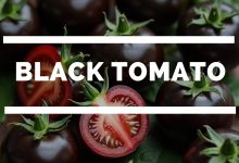 Are black tomatoes genetically modified