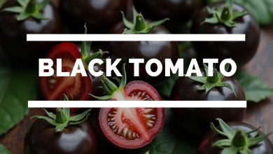 Are black tomatoes genetically modified
